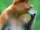 proboscis-monkey-PK9YC3W-1-768x862