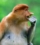 proboscis-monkey-PK9YC3W-1-768x862