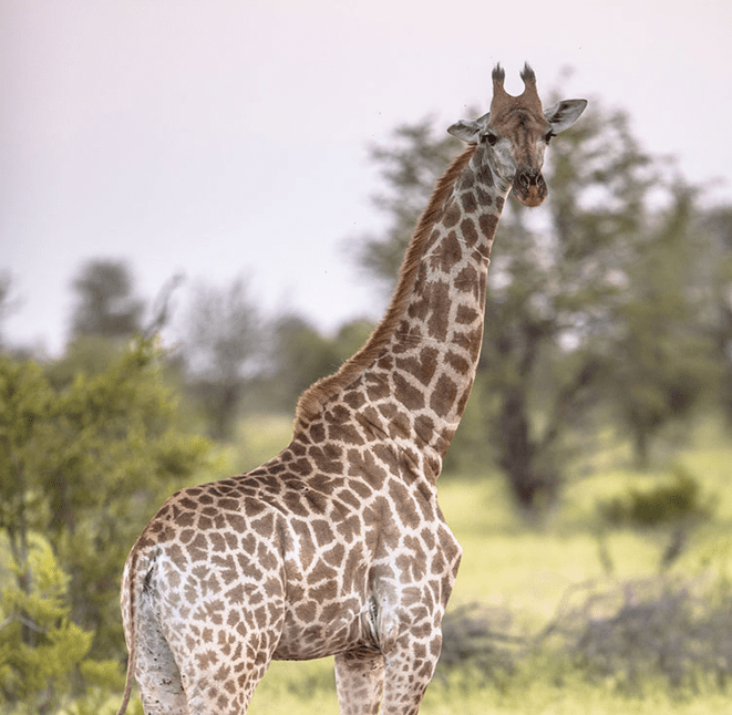 giraffe-standing-in-soft-sunset-light-2FS4YDN-1