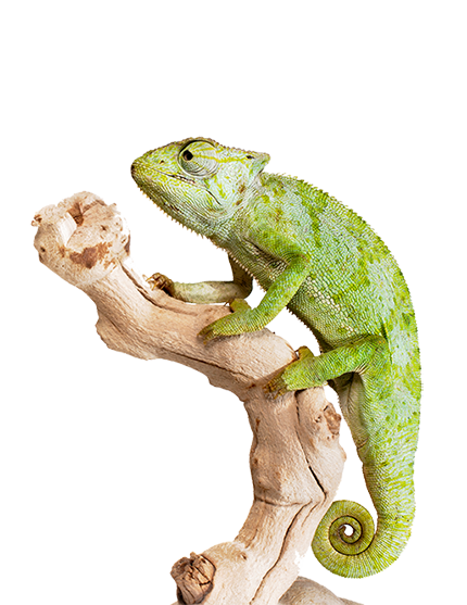 graceful-chameleon-PEWXWX6-2