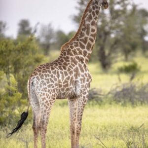 giraffe-standing-in-soft-sunset-light-2FS4YDN-768x768