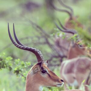 impala-group-sideview-JUG5BS2-768x768
