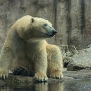 polar-bear-closeup-MZ9UV4A-768x768