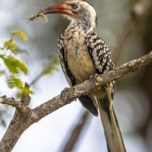 southern-red-billed-hornbill-CNTM7QD-768x768