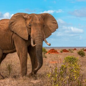 the-african-bush-elephant-29KPBTK-768x768