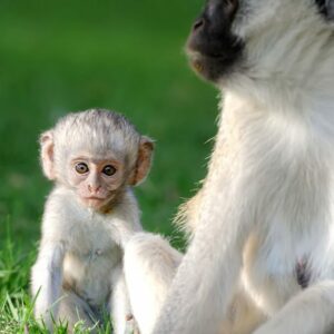 vervet-monkey-PMJS3FS-768x768