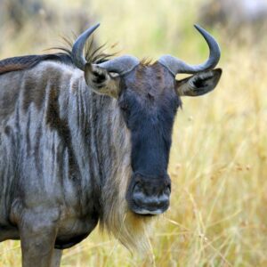 wildebeest-in-national-park-of-africa-P3PWJZ3-768x768