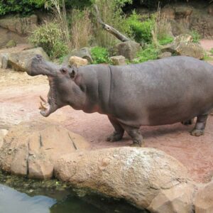 zoo-hannover-66354_1920-768x768